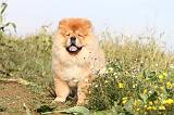 CHOW CHOW 285